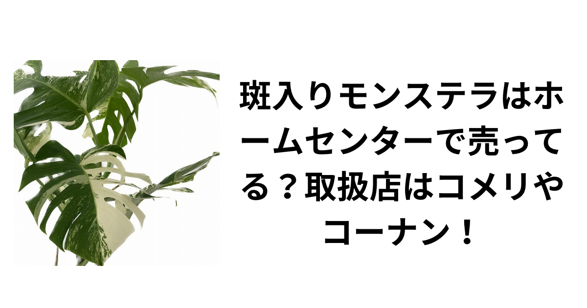 斑入りモンステラはホームセンターで売ってる？取扱店はコメリやコーナン！