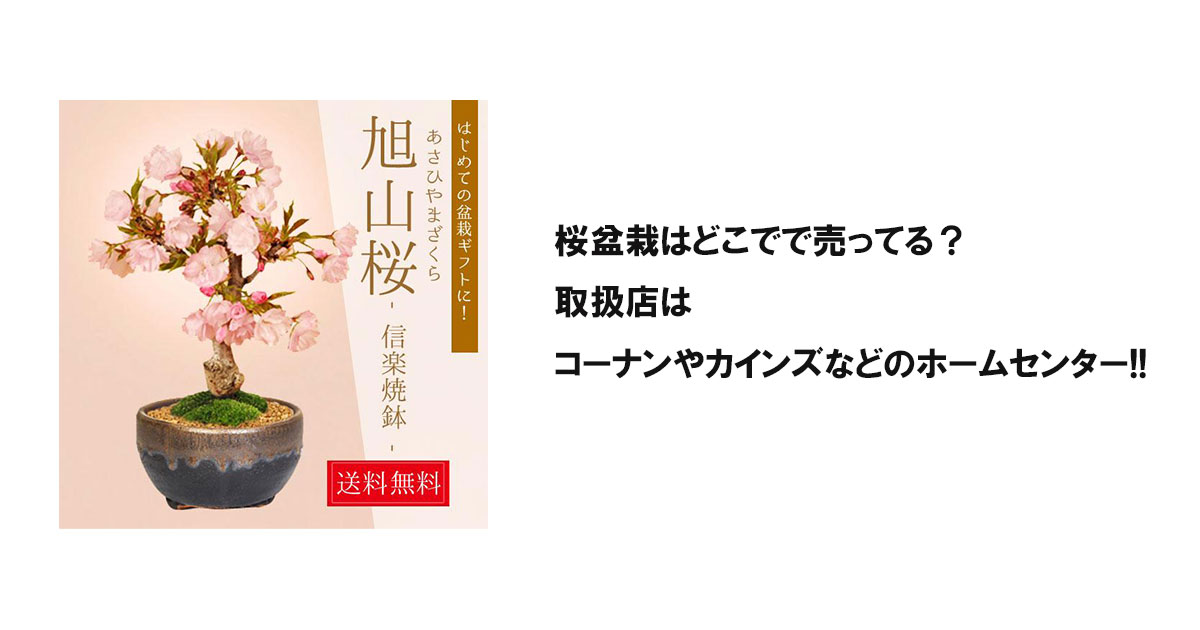 桜盆栽はどこでで売ってる？取扱店はコーナンやカインズなどのホームセンター!!