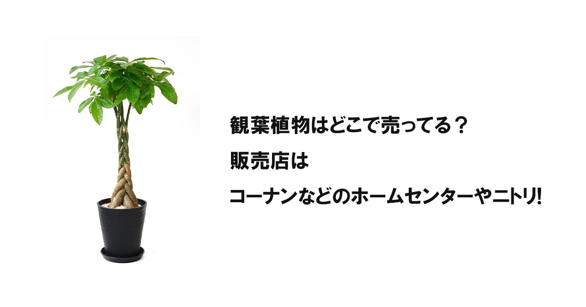 観葉植物はどこで売ってる？販売店はコーナンなどのホームセンターやニトリ!